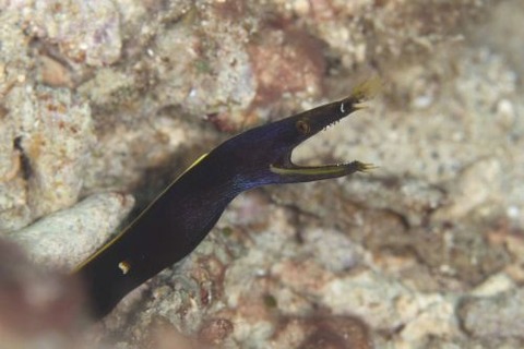 ハナヒゲウツボ