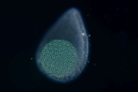刺激的な水中生物