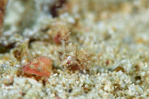 サガミツノメエビ