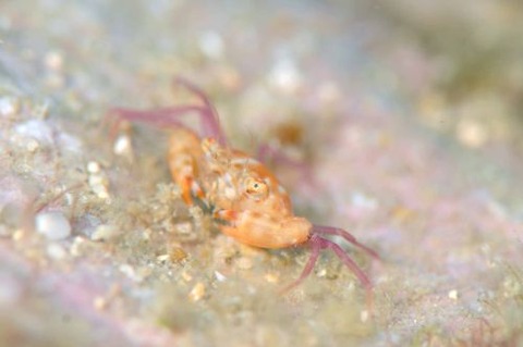 ワタリガニ科の1種