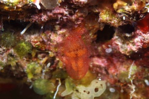 ホヤカクレエビ属の1種