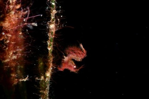 フィコカリス・シムランス