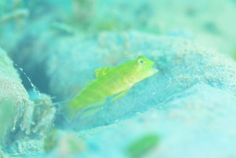 カスリハゼ属の1種