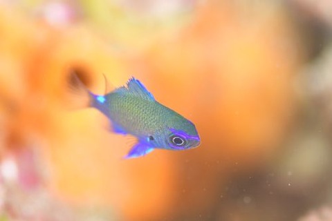 アマミスズメダイ