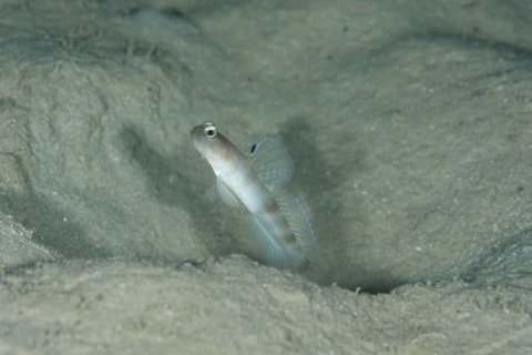 イトヒキハゼ属の1種