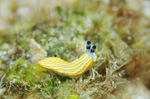 キシマオトメウミウシ