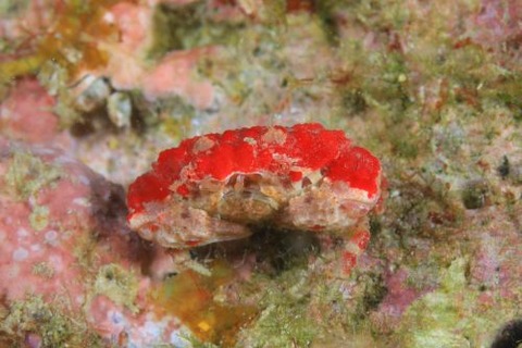 オウギガニ科の1種