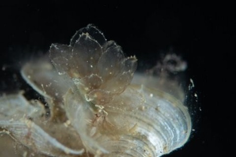 アミメウロコウミウシ