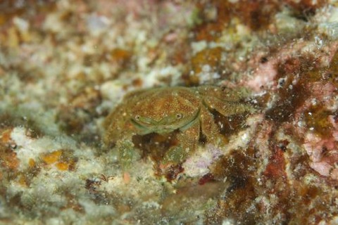 マルミトゲカイカムリ