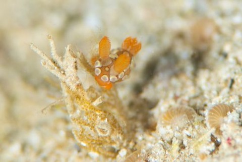 フジタウミウシ科の1種