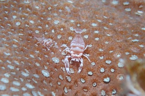 ヤクシマカクレエビ