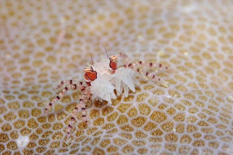 キンチャクガニ