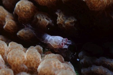 ワライヤドリエビ