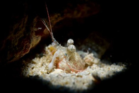 Haptosquilla tuberosa