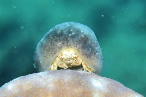 カイカムリ科の1種