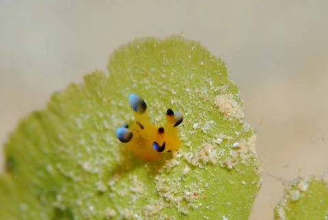 ウデフリツノザヤウミウシ