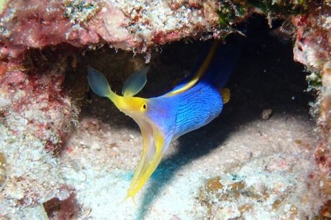 ハナヒゲウツボ