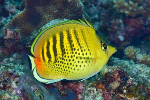 シチセンチョウチョウウオ