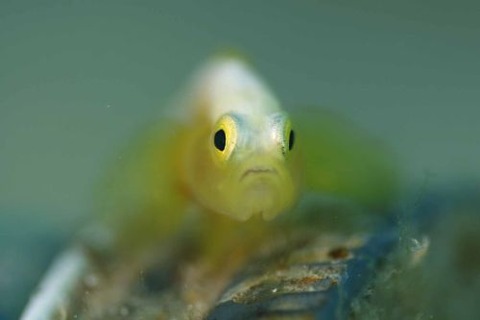 ナカモトイロワケハゼ