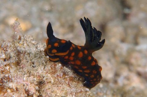 サガミリュウグウウミウシ