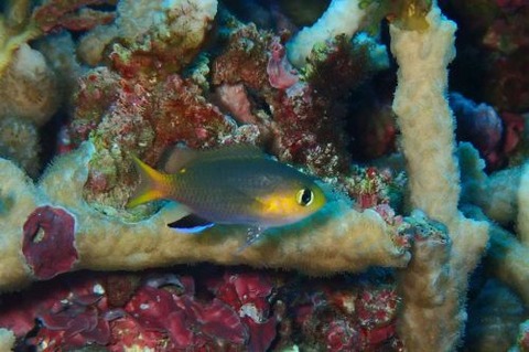 コビトスズメダイ