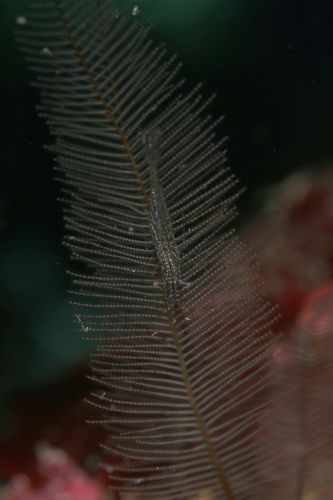 カゲロウカクレエビ