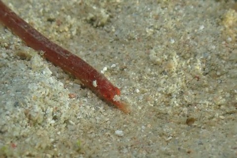 ヨウジウオ科の1種