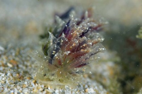 カンランウミウシ