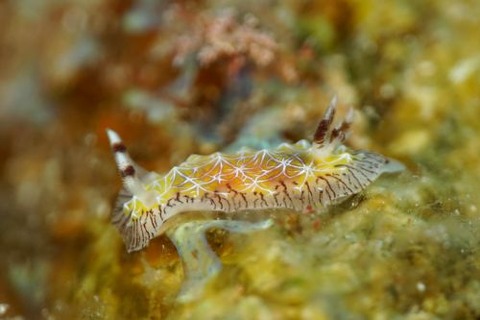 シロスジヒオドシウミウシ