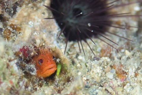 ハダカコケギンポ