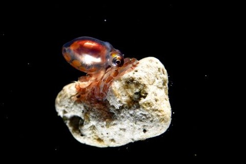 刺激的な水中生物