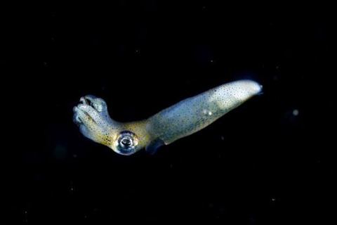 刺激的な水中生物