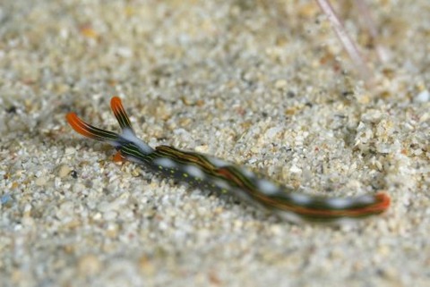 ハナミドリガイ