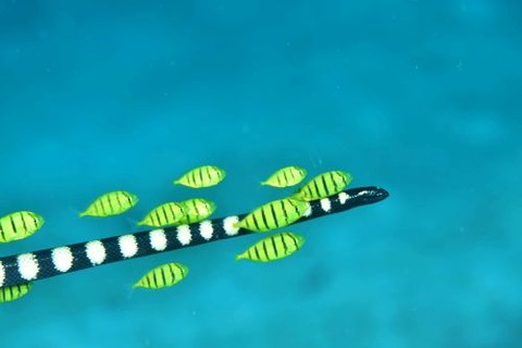 コガネシマアジ