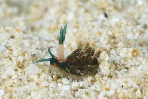 ミノウミウシ亜目の1種