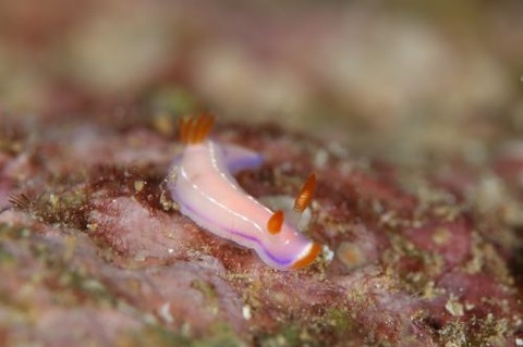 ハナイロウミウシ