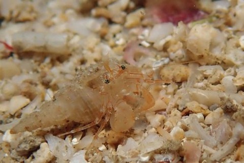 ヤドカリ不明種