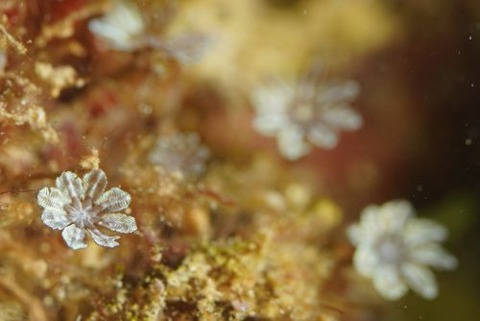 ハナビラユキバナ