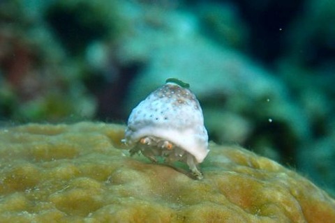 オガサワラカムリ