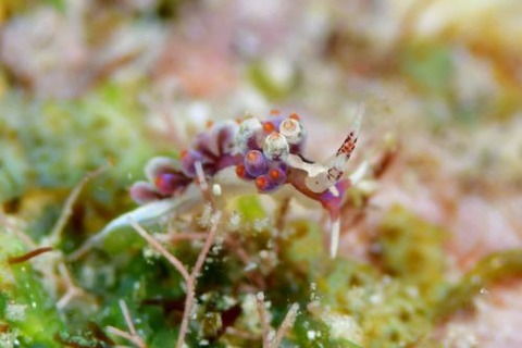 ウミウシ不明種