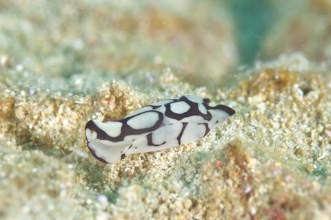 ワモンキセワタ