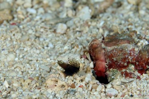 ホタテツノハゼ