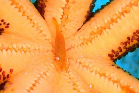 ヒトデヤドリエビ