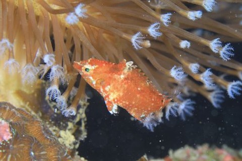 タヌキオハグロベラ