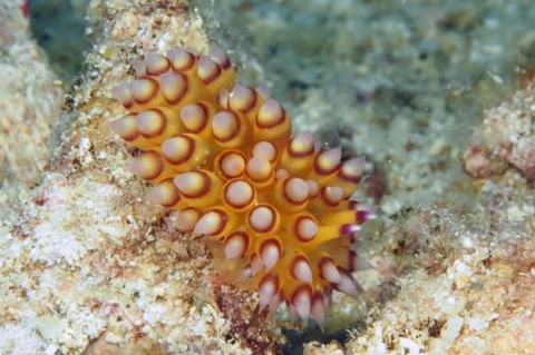 トゲトゲウミウシ