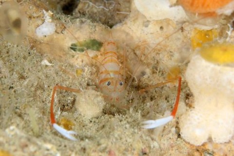 オクノスベスベオトヒメエビ