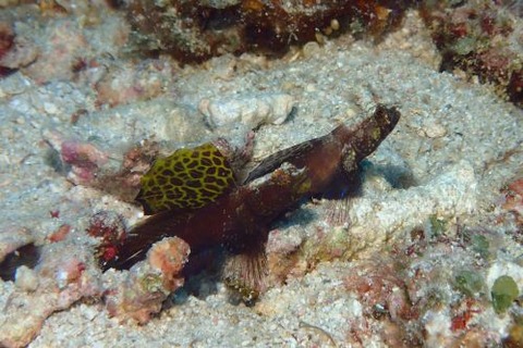 ホタテツノハゼ