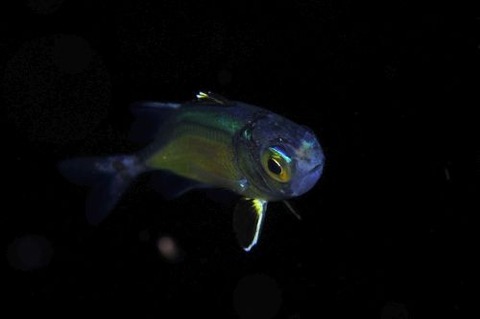 刺激的な水中生物