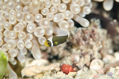 トウアカクマノミ