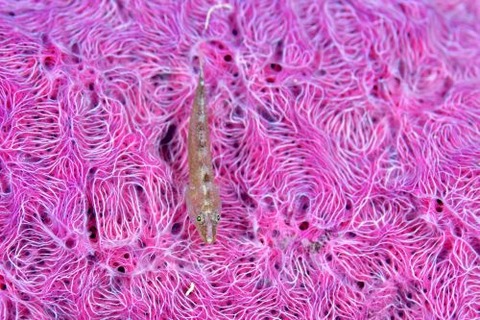 ウミショウブハゼ属の1種